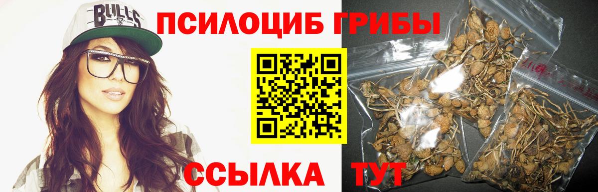 Галлюциногенные грибы Psilocybine cubensis Заволжье